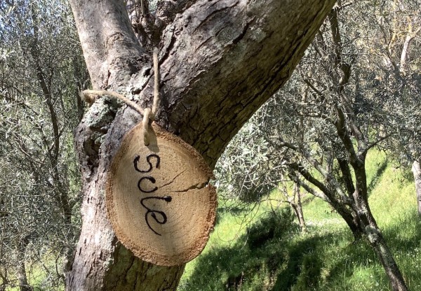 Adopt a landscape olive tree's header image