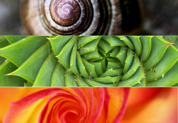 espiral's header image