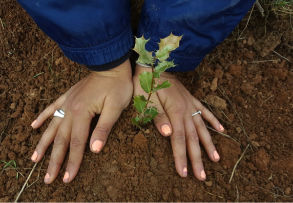 Plantación ciudadana de árboles en La Losa's header image