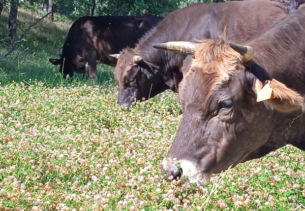 (Acorn-fed Iberian Ox)'s header image
