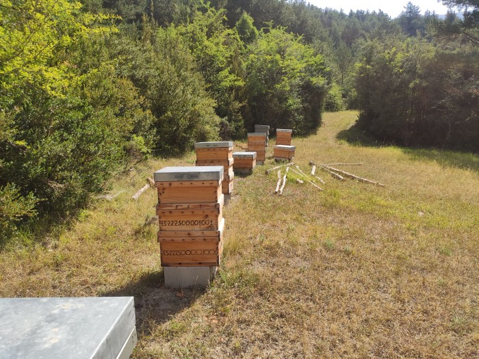 Comunicación de las  abejas